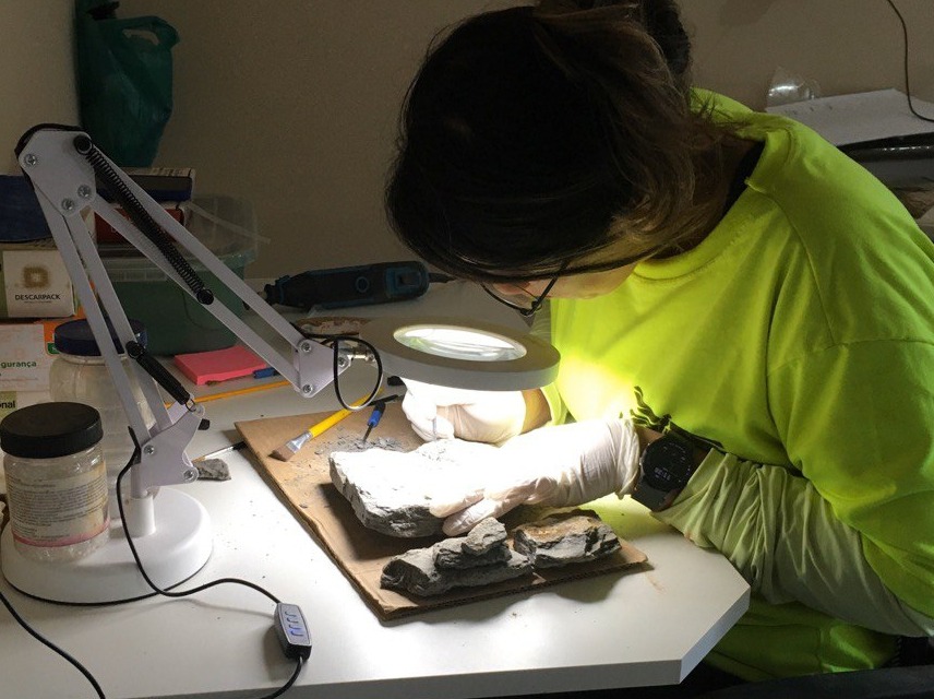 Fósseis coletados durante obras no interior do Paraná passam por análise antes de integrar coleções científicas que ajudam a reconstruir ambientes de até 400 milhões de anos.