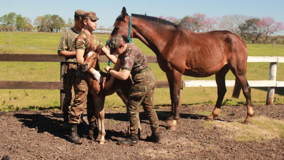 A fazenda brasileira onde são formados cavalos militares enviados até para o exterior