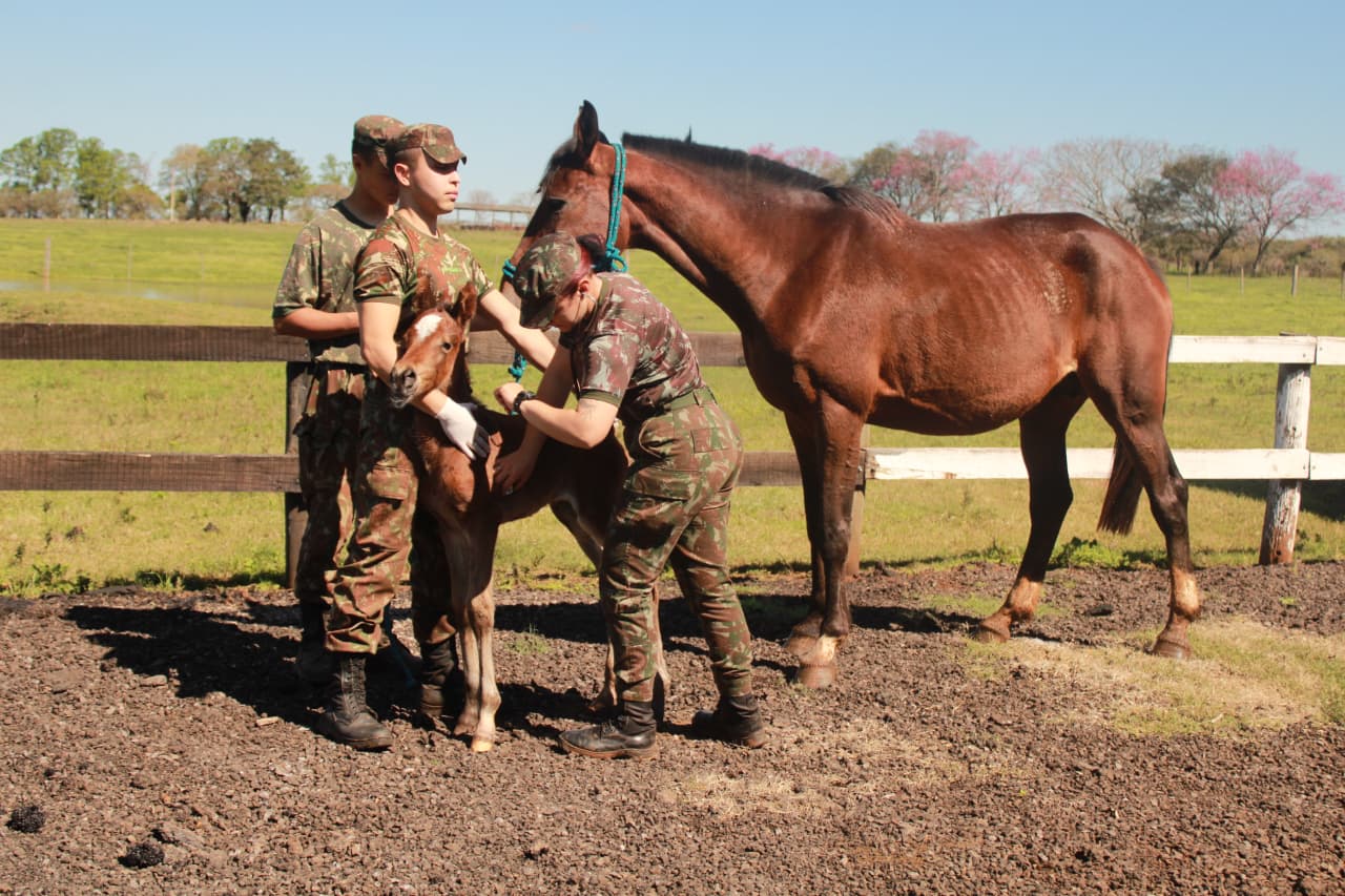 Coudelaria de Rincão, em São Borja (RS), concentra a criação de cavalos utilizados pelo Exército Brasileiro.