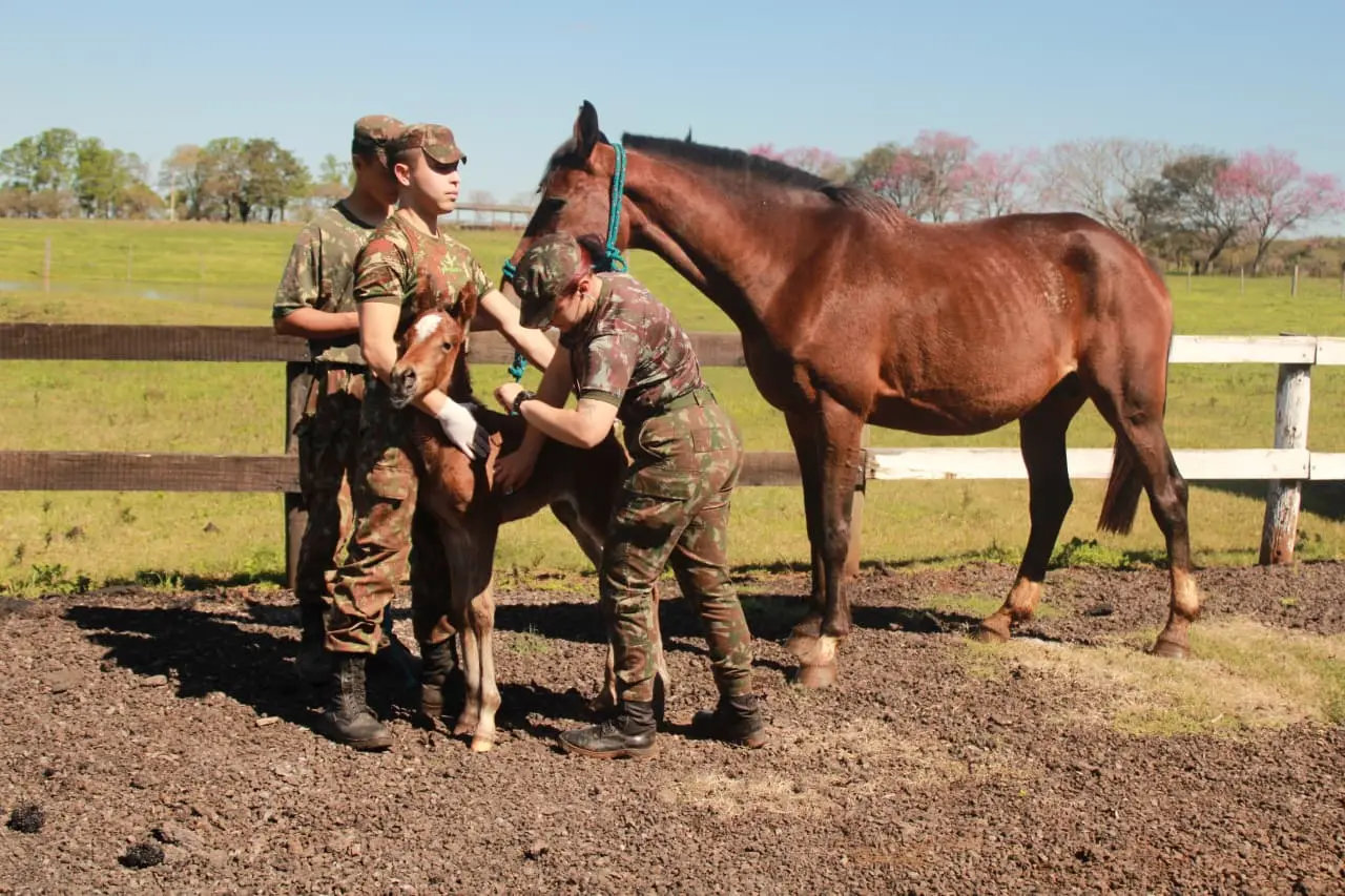 Coudelaria de Rincão, em São Borja (RS), concentra a criação de cavalos utilizados pelo Exército Brasileiro.