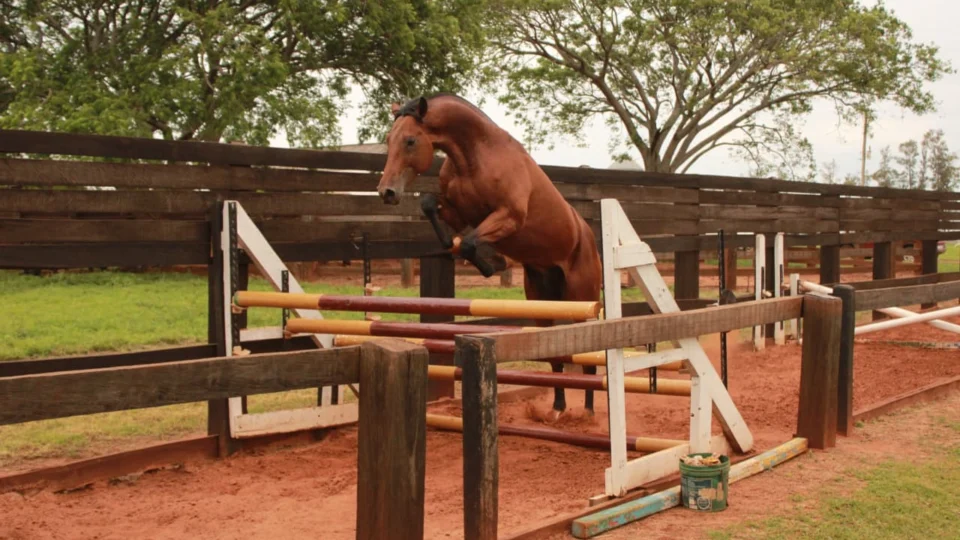 Coudelaria de Rincão cria raças como brasileiro de hipismo, puro-sangue inglês, bretão e cavalo crioulo para uso militar, esportivo e de patrulhamento.