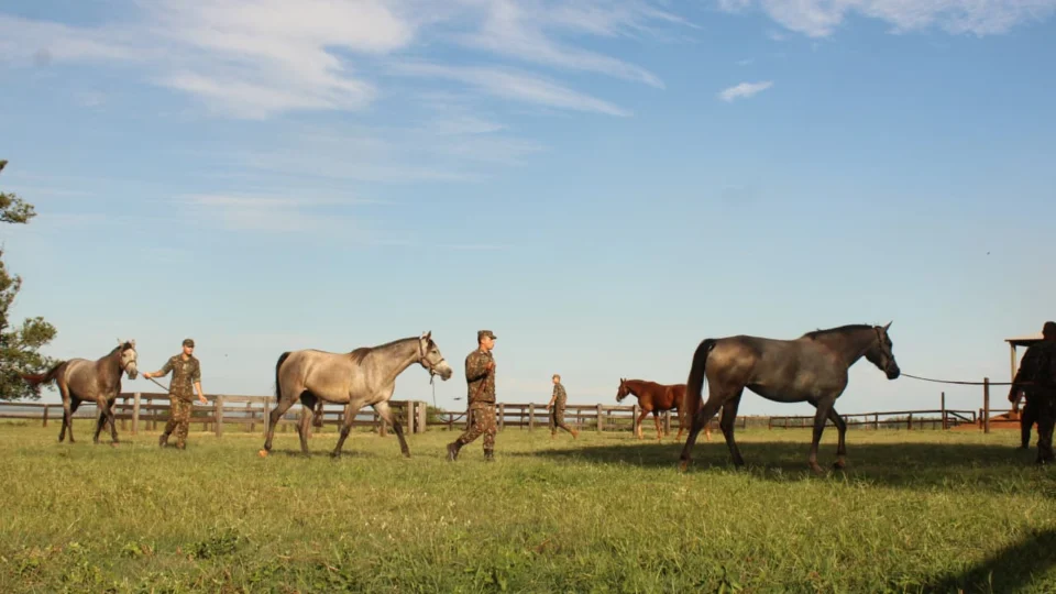 Coudelaria de Rincão entrega cerca de 150 cavalos por ano ao Exército, após um processo de criação e treinamento que começa cinco anos antes da entrega dos animais.