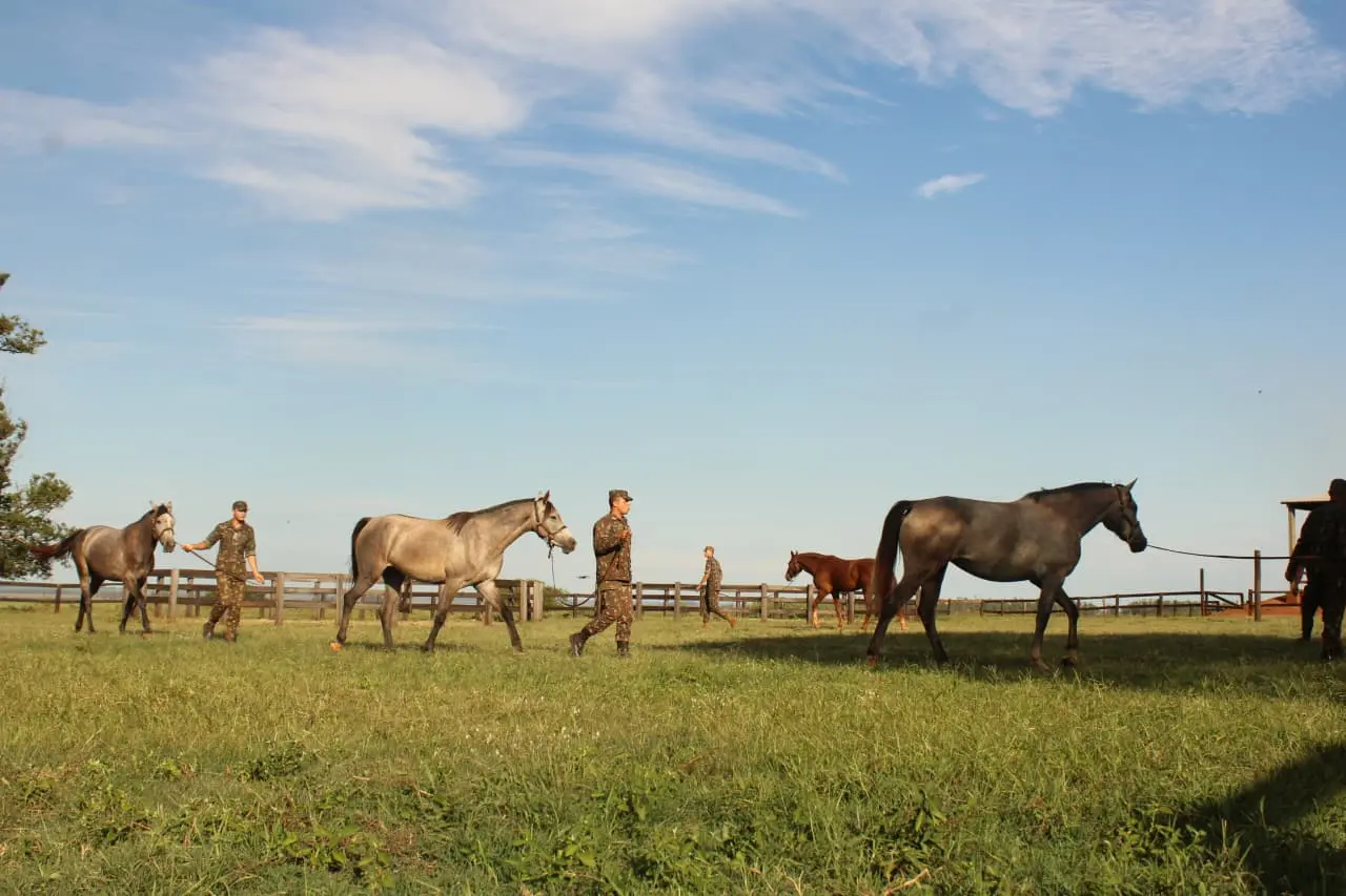 Coudelaria de Rincão entrega cerca de 150 cavalos por ano ao Exército, após um processo de criação e treinamento que começa cinco anos antes da entrega dos animais.