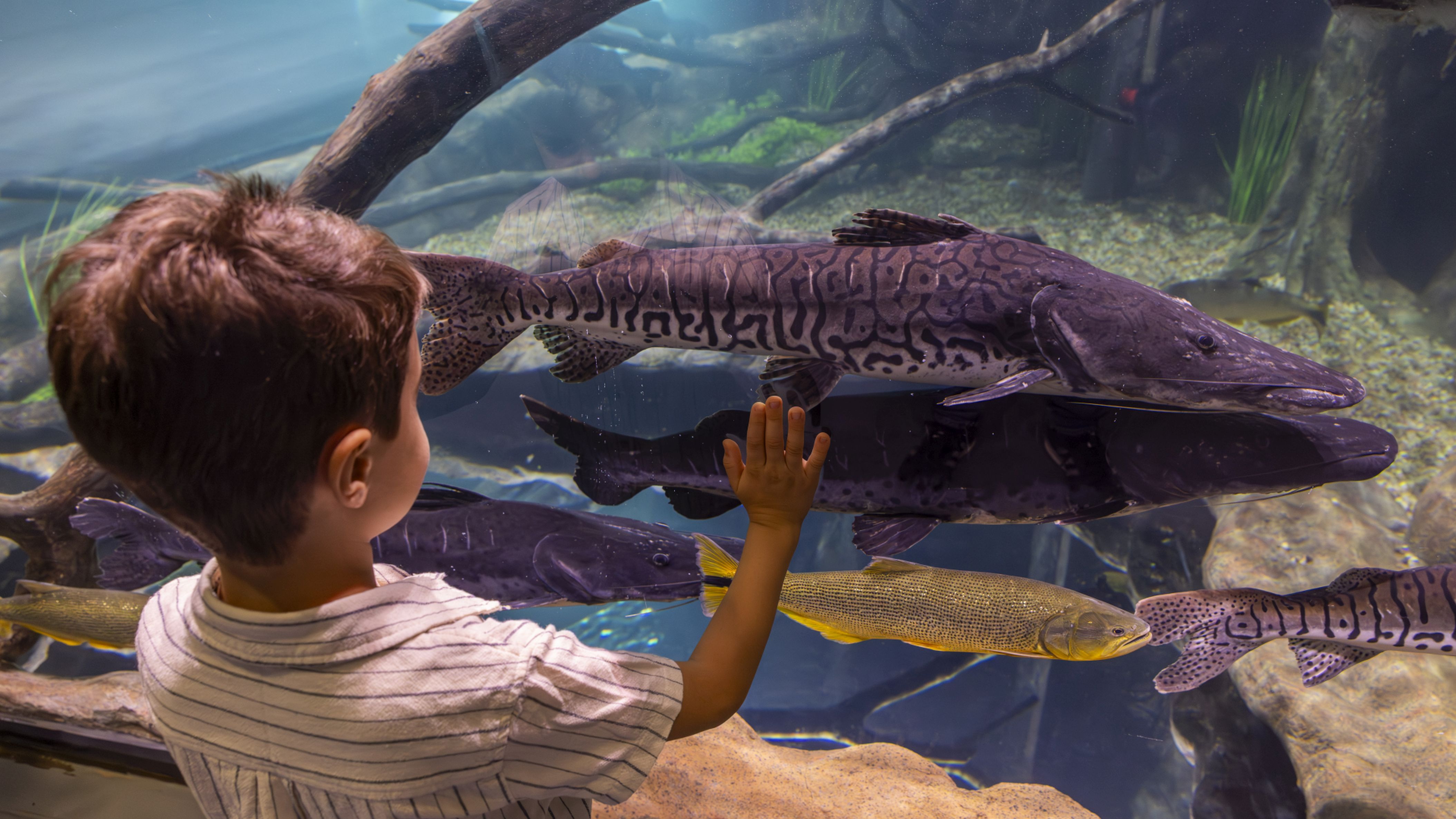 Criança observa espécies aquáticas em tanque do AquaFoz, atrativo que apresenta a biodiversidade dos rios da região em experiência imersiva para visitantes.
