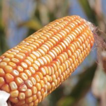 O município de Sorriso, maior produtor de milho do Brasil, é um dos principais polos agrícolas do país e sustenta a liderança de Mato Grosso na produção nacional do grão. Imagem referente a matéria