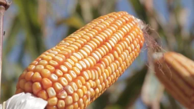 Sorriso (MT), maior produtor de milho do Brasil, é um dos principais polos agrícolas do país e sustenta a liderança de Mato Grosso na produção nacional do grão.