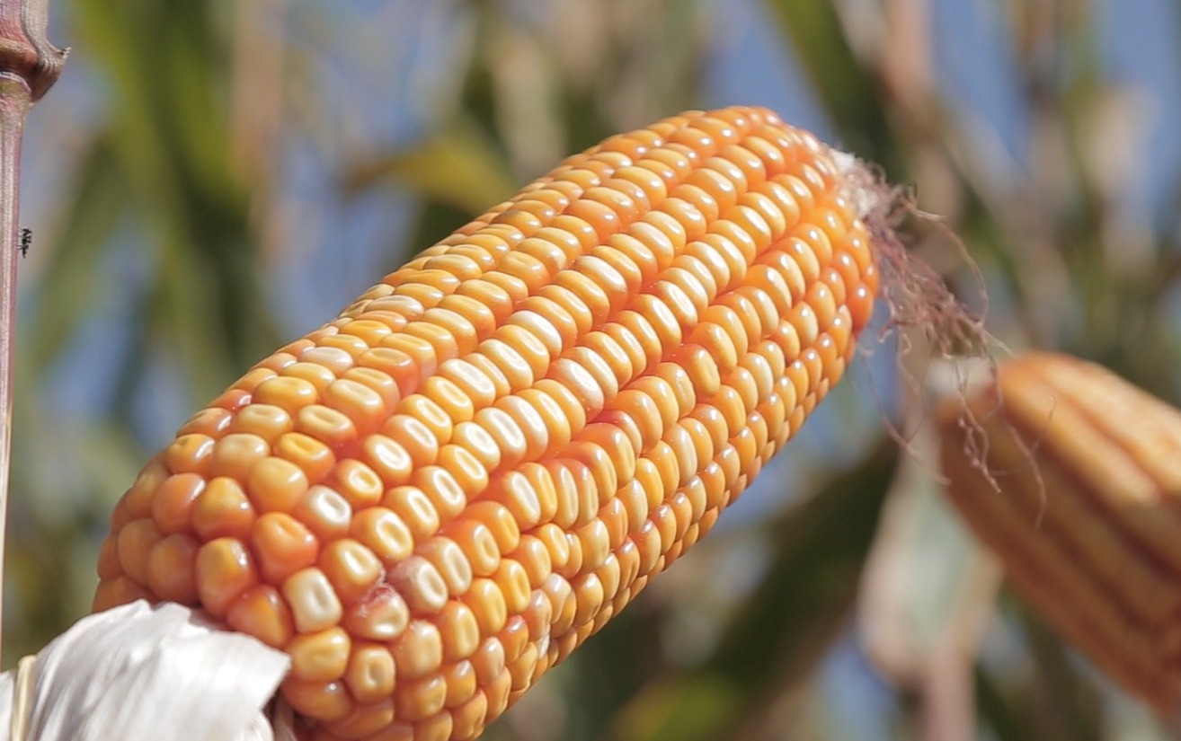 O município que é o maior produtor de milho do Brasil