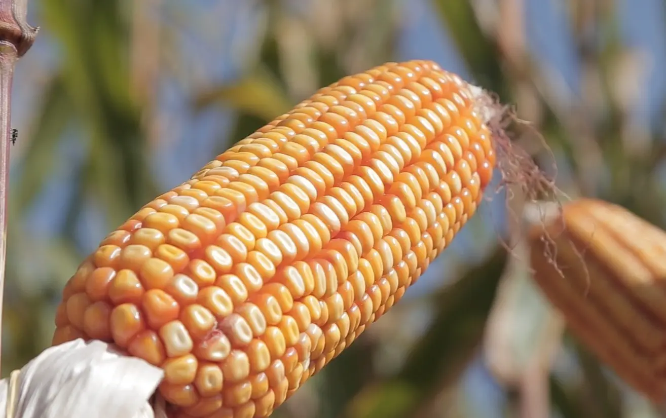 Sorriso (MT), maior produtor de milho do Brasil, é um dos principais polos agrícolas do país e sustenta a liderança de Mato Grosso na produção nacional do grão.