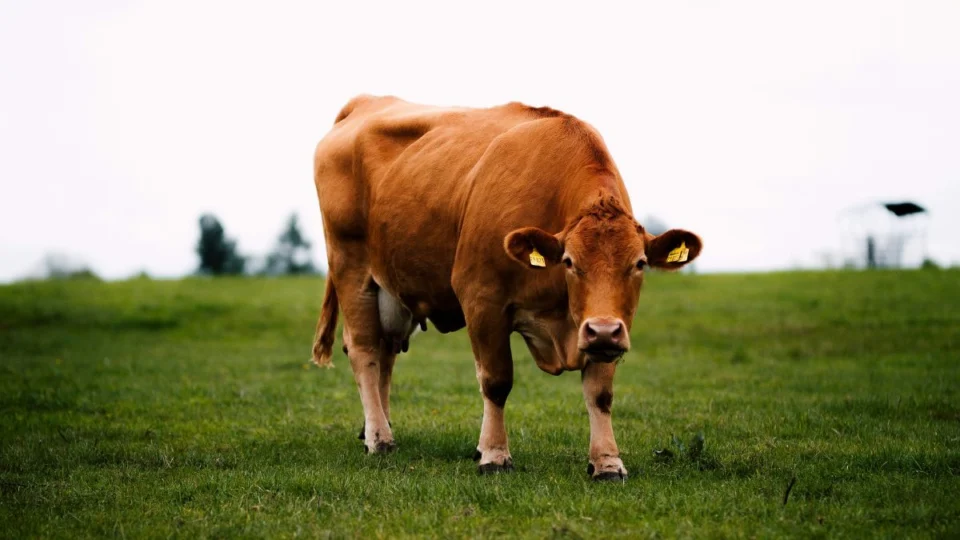 Vaca marrom em um pasto, que é estudo sobre a inteligência animal.