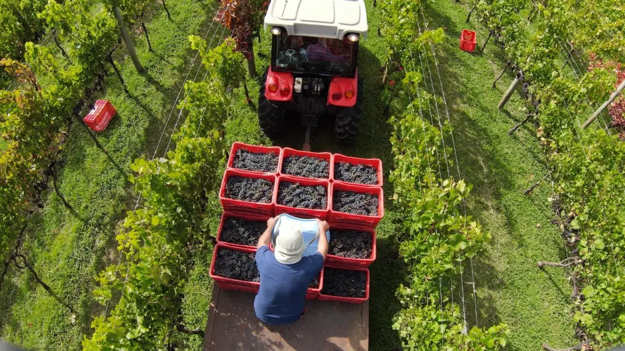 uma carreta com caixas vermelhas com uva dentro e um homem arrumando elas