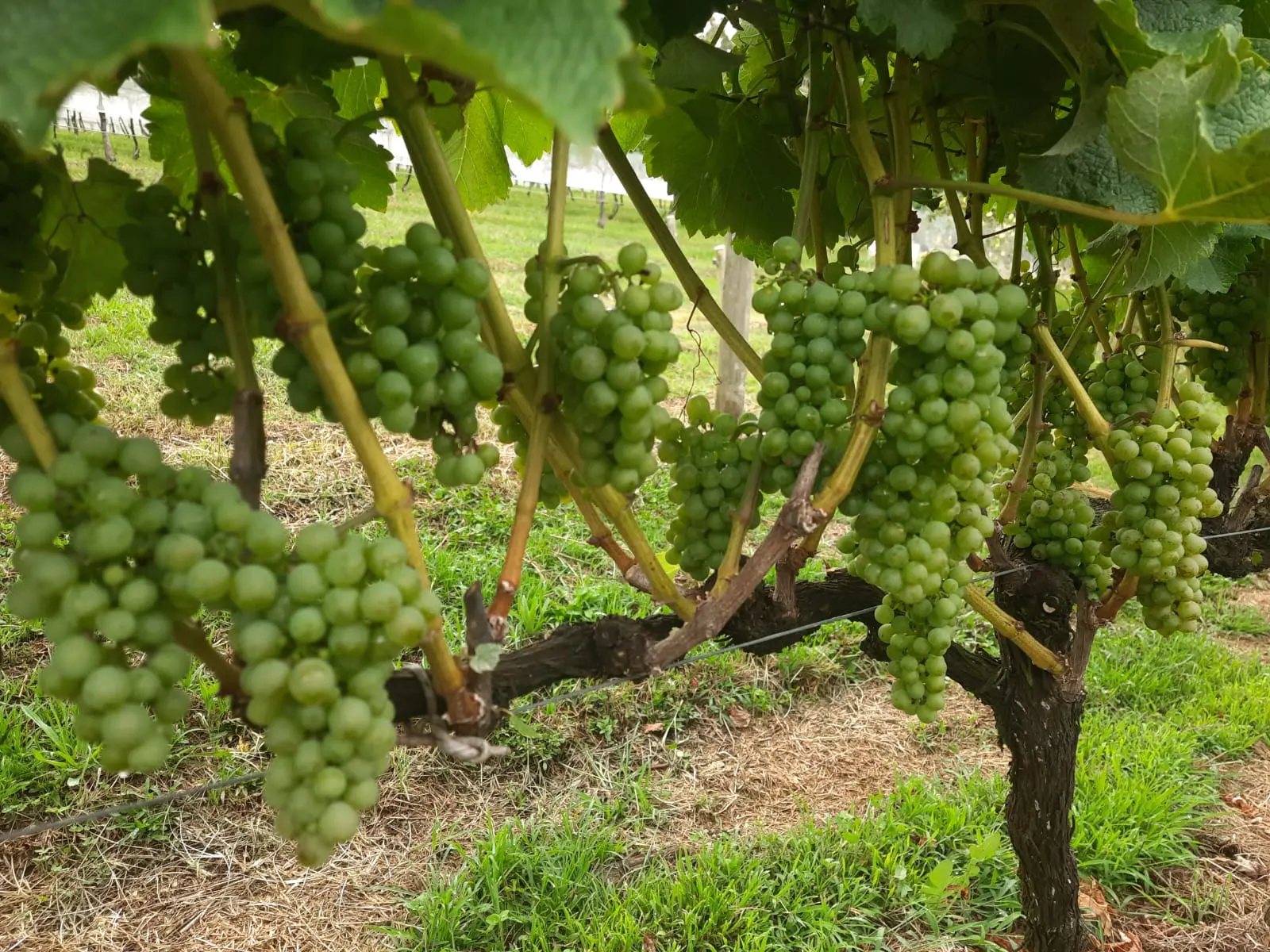 parreira carregada com uvas verdes usadas para vinhos de altitude