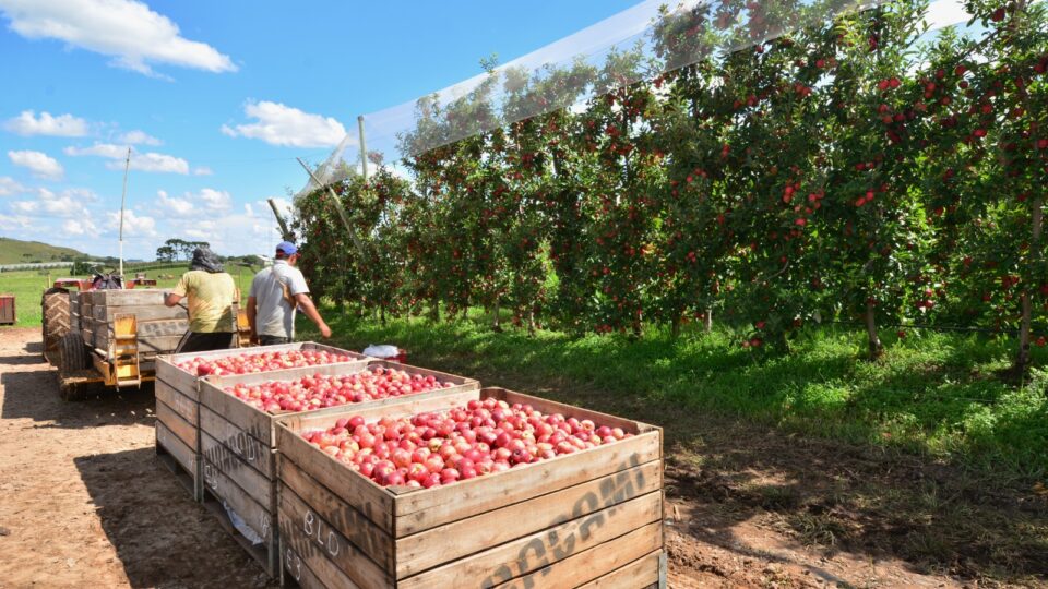 Produtores de maçã atribuem falta de mão de obra ao Bolsa Família