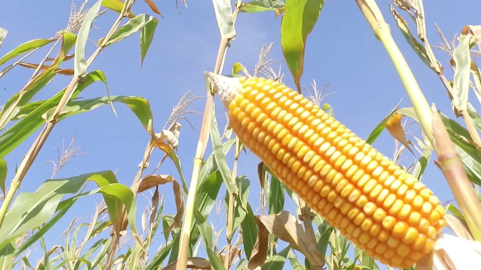 Mato Grosso amplia a moagem de milho e consolida o etanol como novo destino do grão no campo.
