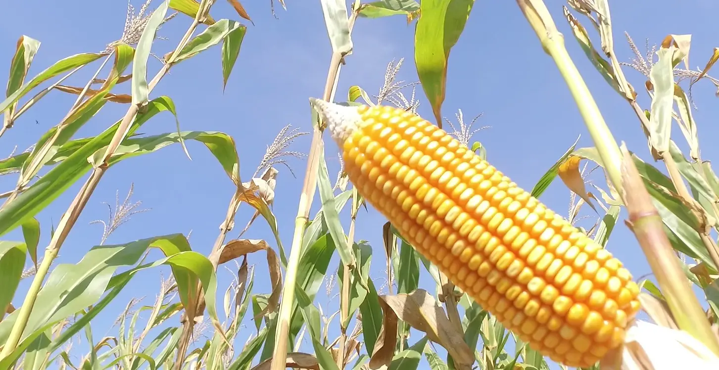 Mato Grosso amplia a moagem de milho e consolida o etanol como novo destino do grão no campo.