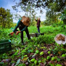 Estado mineiro ganha evidência na produção de avocado em um momento em que o mercado internacional mostra mais interesse por frutas frescas e mais exigência em qualidade e regularidade de oferta. Imagem referente a matéria