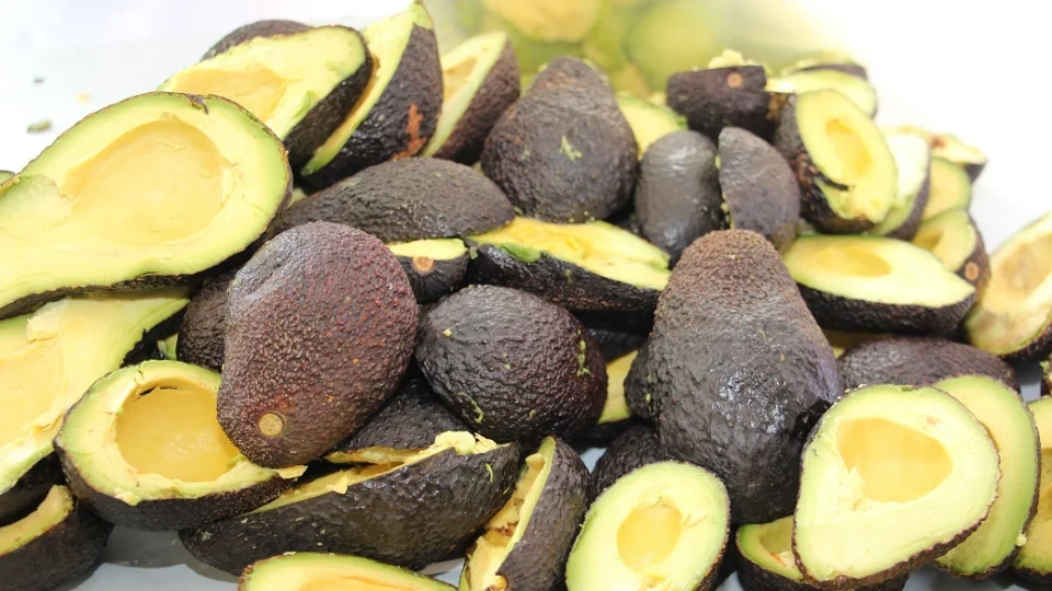 Estado de Minas Gerais concentra um dos fotos de crescimento na produção e exportação de avocado.