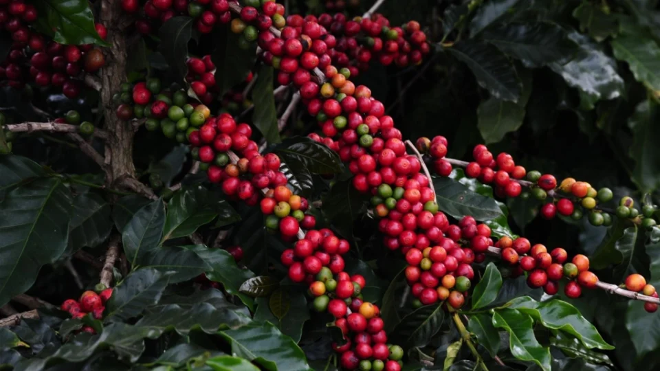 Minas mantém hegemonia na produção de café arábica.