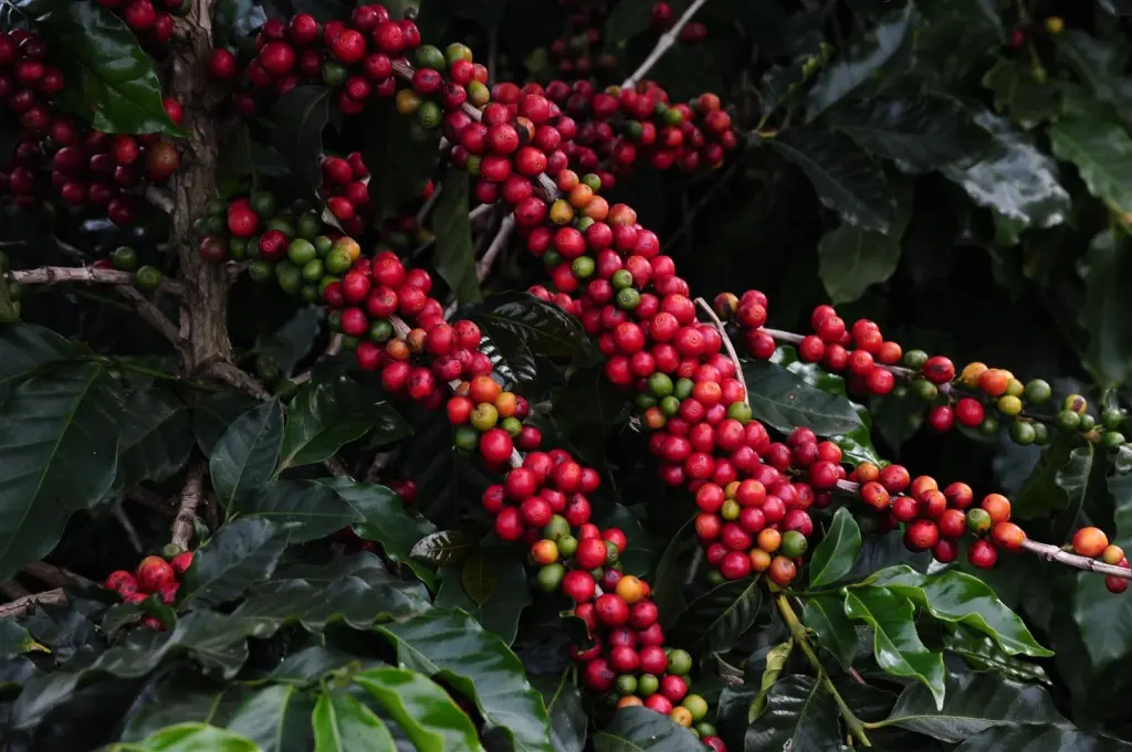 Minas mantém hegemonia na produção de café arábica.