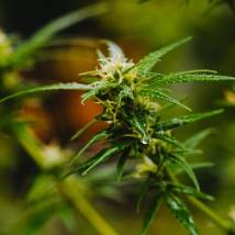 Estudo da Universidade de Sidney avaliou que maconha medicinal tem pouca eficácia em saúde mental Imagem referente a matéria