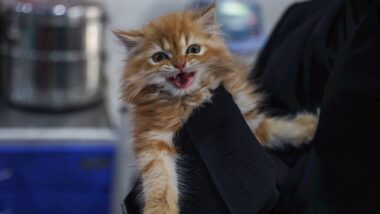 Imagem referente a matéria