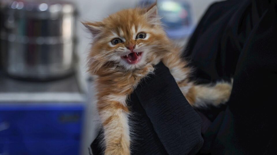 Senado aprova guarda compartilhada de animais de estimação