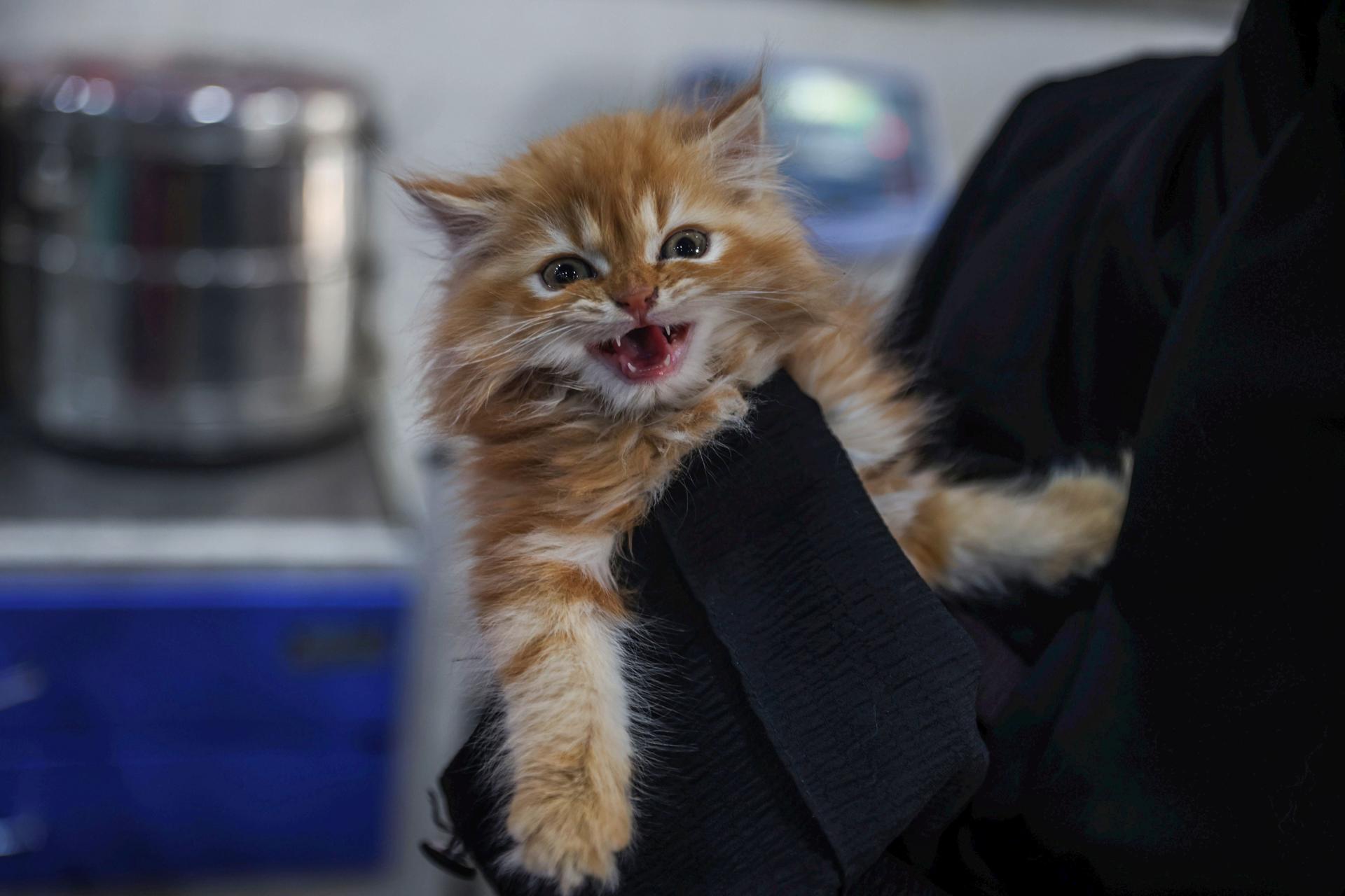 Texto prevê divisão de despesas e veda direito em casos com histórico de maus-tratos.