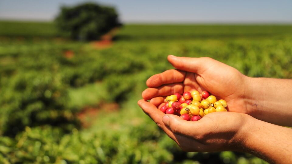Café produzido no noroeste do Paraná está entre os mais exclusivos do Brasil