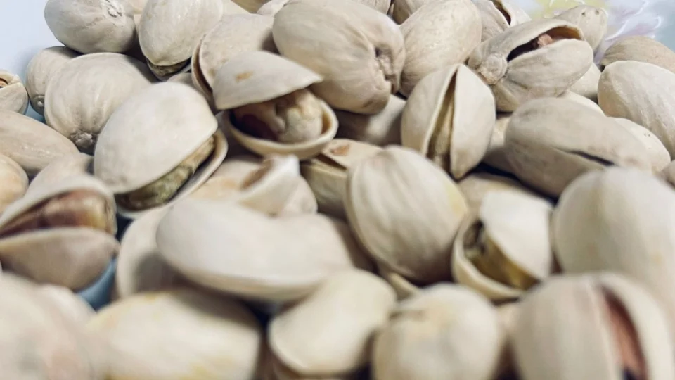 Brasil busca produzir pistache e testa cultivo na Serra da Ibiapaba, no Ceará.
