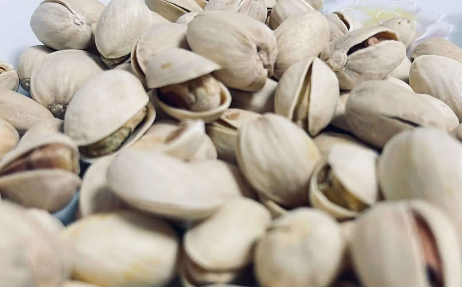 Brasil busca produzir pistache e testa cultivo na Serra da Ibiapaba, no Ceará.