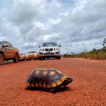 Jabuti atravessa rua em obra próximo à cidade de Liden, na Guiana. Imagem referente a matéria