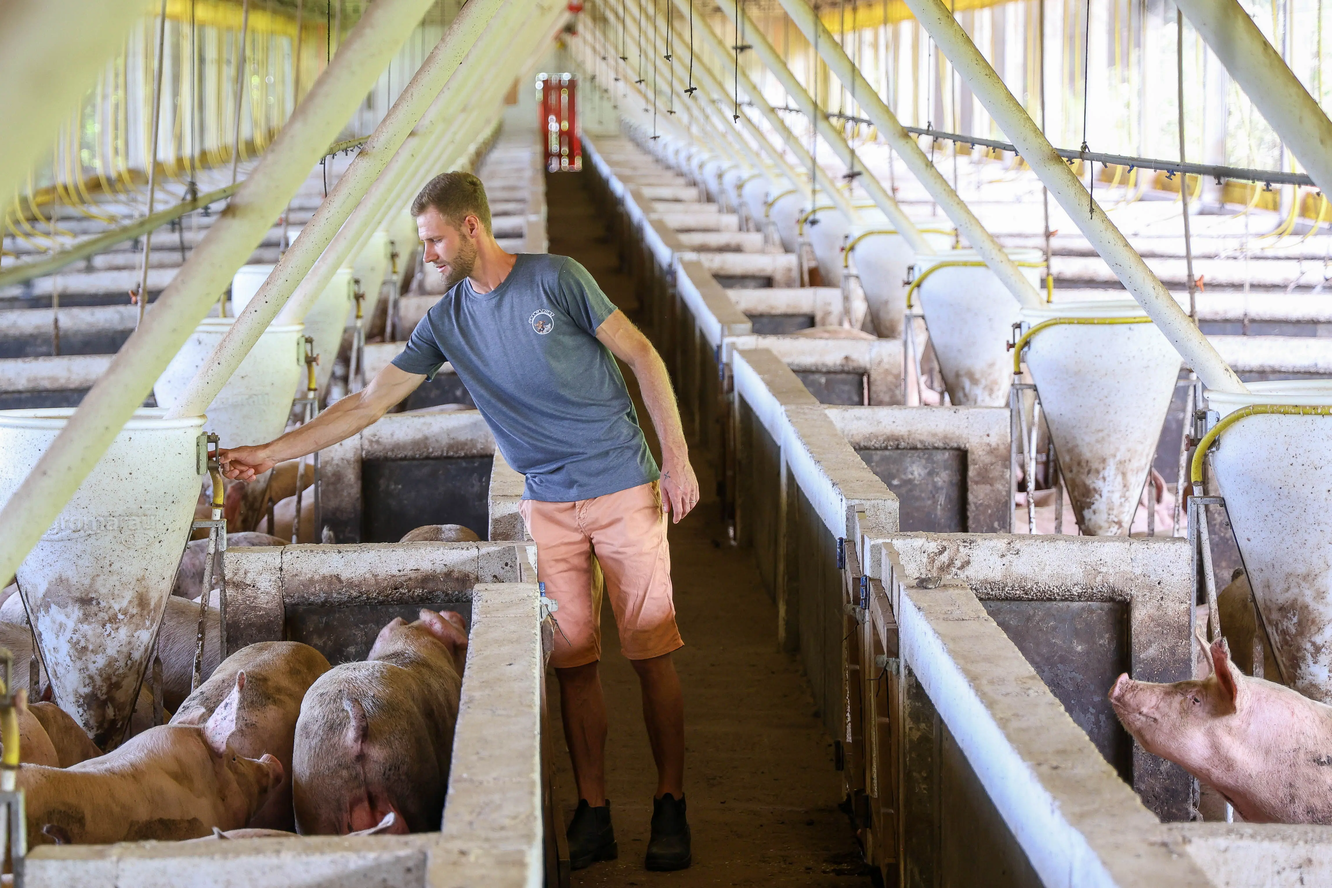 Produtor rural maneja suínos em granja catarinense, elo fundamental da cadeia que abastece a indústria de alimentos e sustenta o desempenho das exportações do estado.