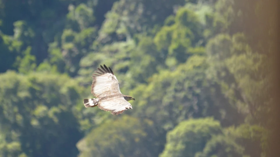 O planejamento de empreendimentos com participação da comunidade permite a implantação de programas ambientais que buscam preservar e monitorar fauna e flora da região de impacto.