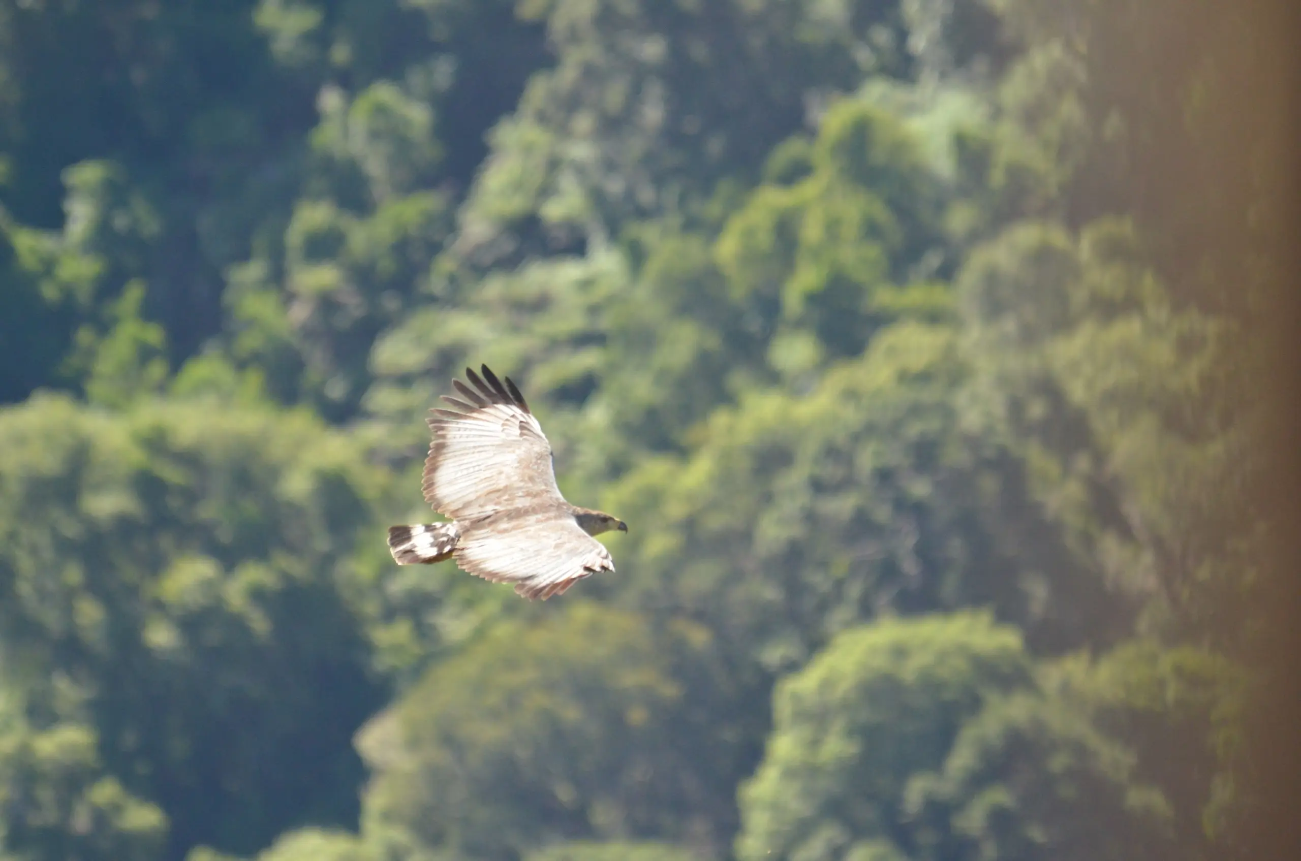 O planejamento de empreendimentos com participação da comunidade permite a implantação de programas ambientais que buscam preservar e monitorar fauna e flora da região de impacto.