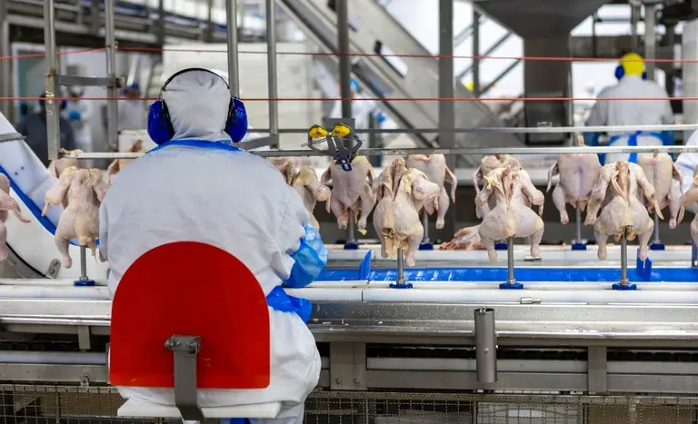 Tecnologia e inovação avançam em região polo na produção de proteína.