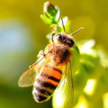 Insetos, como as abelhas, são responsáveis pela polinização e podem gerar bilhões em prejuízos se forem extintos. Imagem referente a matéria