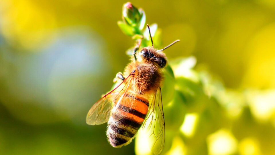 Os insetos estão desaparecendo. E sim, isso afeta a sua vida