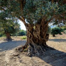 Imagem referente a matéria