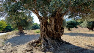 Contrabando de oliveiras abastece mercado de paisagismo no Brasil. Imagem referente a matéria