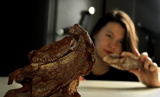 Fóssil revela nova espécie de réptil de 230 milhões de anos no Brasil