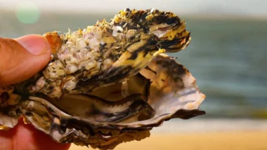 Produção de ostras Santa Catarina