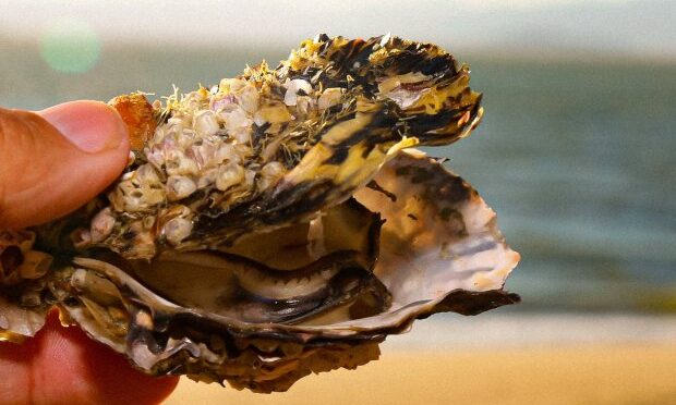 Principal produtor nacional de ostras calcula 90% de perda na temporada