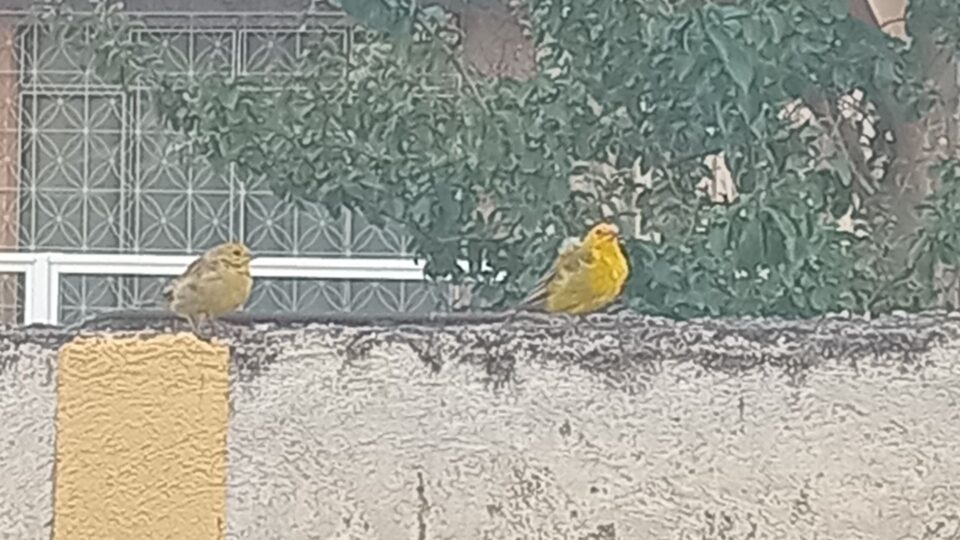 Antes da sabatina do Bessias no Senado: passarinhos