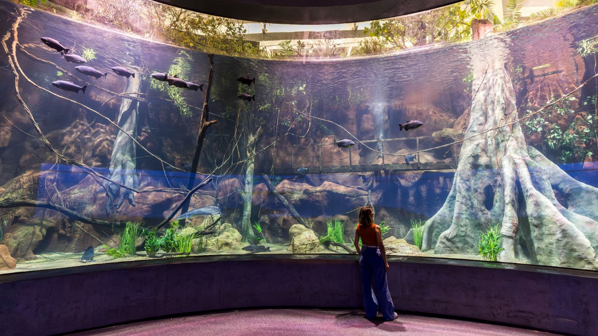 Visitante contempla espécies de água doce em tanque que reproduz ecossistemas dos rios Iguaçu e Paraná, em experiência sensorial que alia educação ambiental e lazer no AquaFoz.