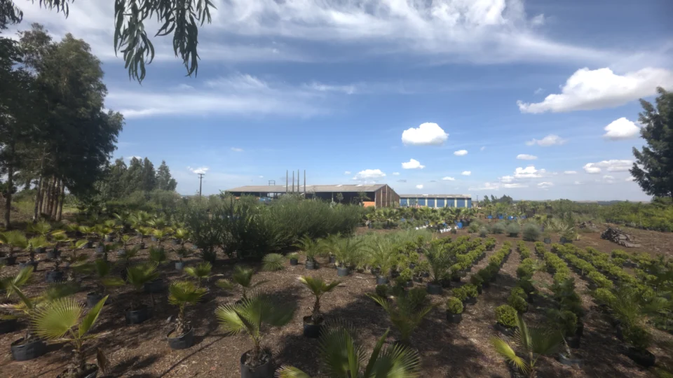 Mais de 3.500 árvores nativas foram integradas às áreas de reserva legal do projeto, criando um cinturão verde que funciona como serviço ecossistêmico para o bairro.