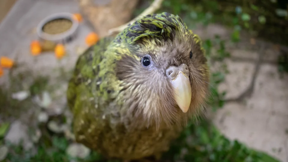 Uma das aves mais raras do mundo, o kākāpō.