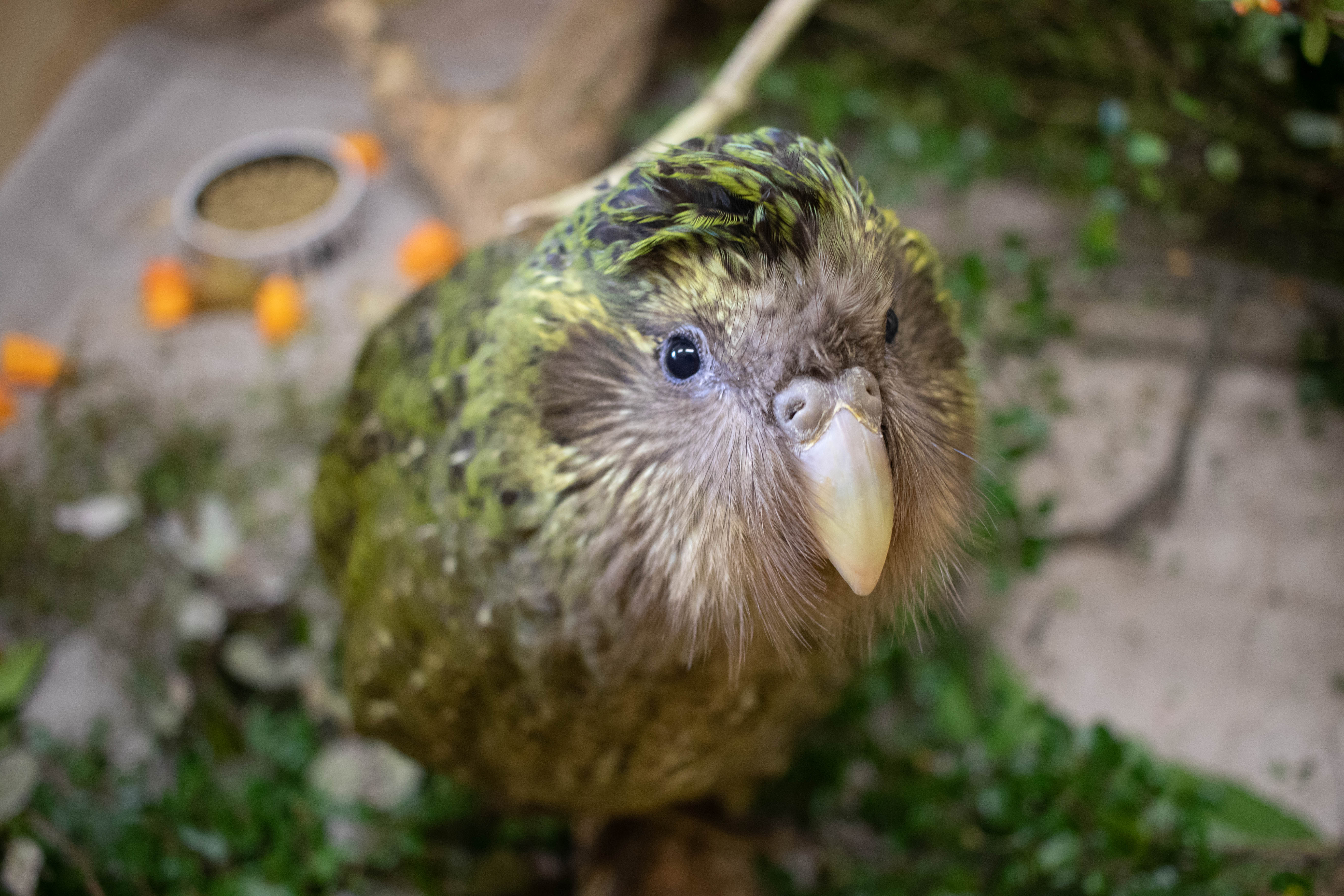 Nasce primeiro filhote de kākāpō após quatro anos e reacende esperança contra extinção
