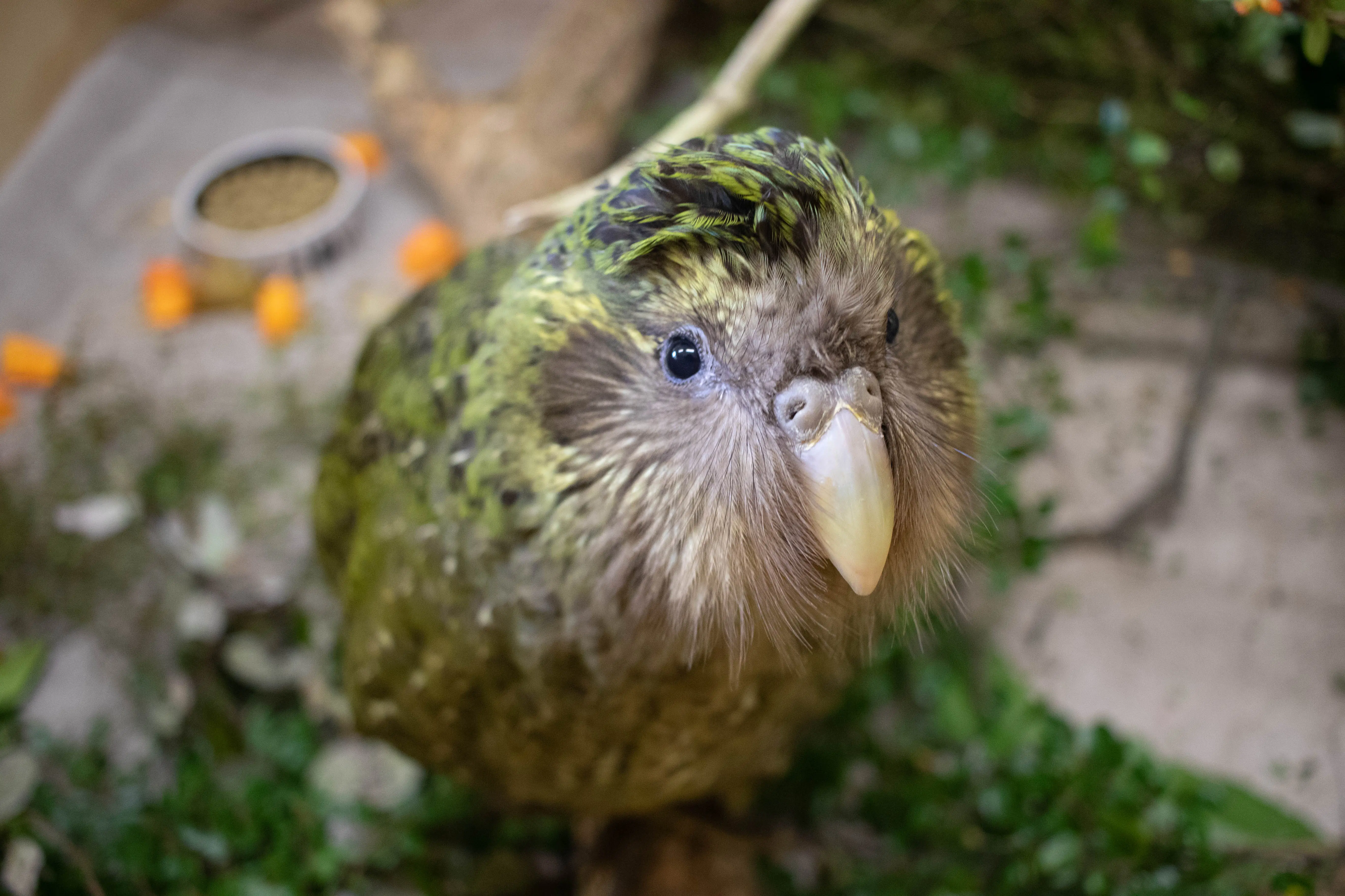 Uma das aves mais raras do mundo, o kākāpō.