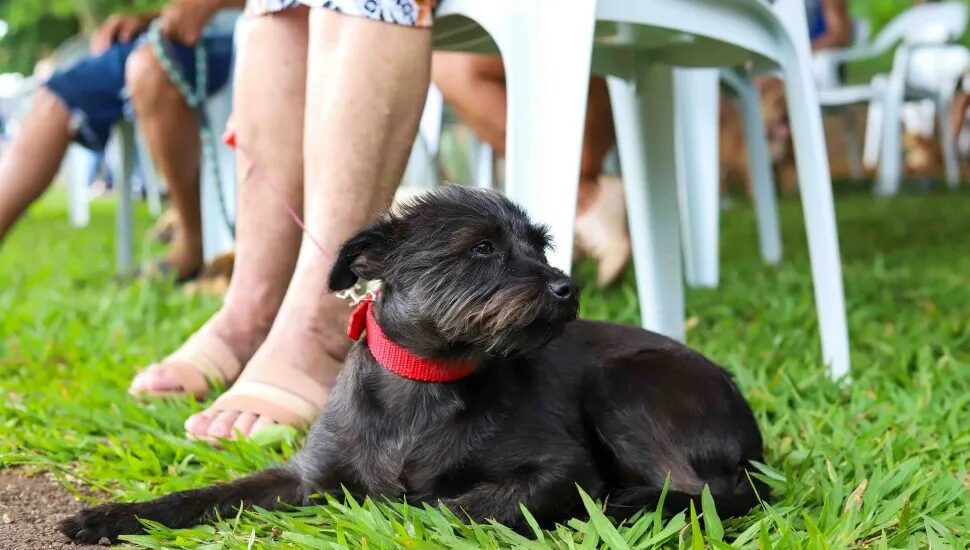 Curitiba, Londrina e Maringá vão ganhar praças com espaço pet