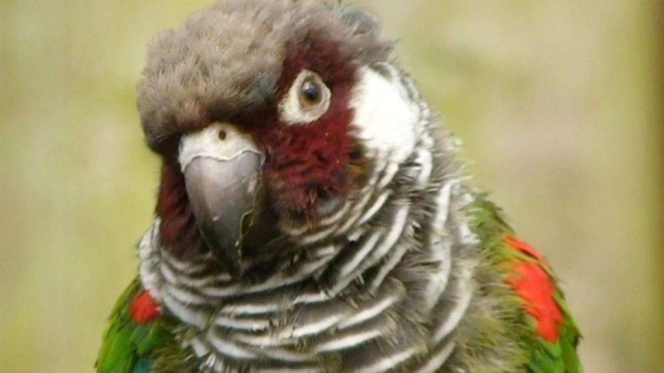 Pyrrhura griseipectus, popularmente chamado de periquito-cara-suja.