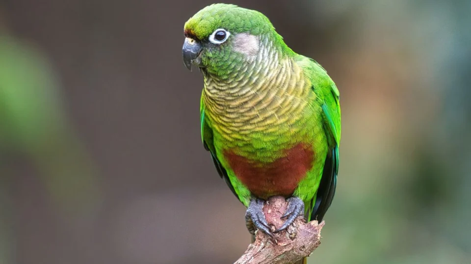 Ave extinta na Caatinga.